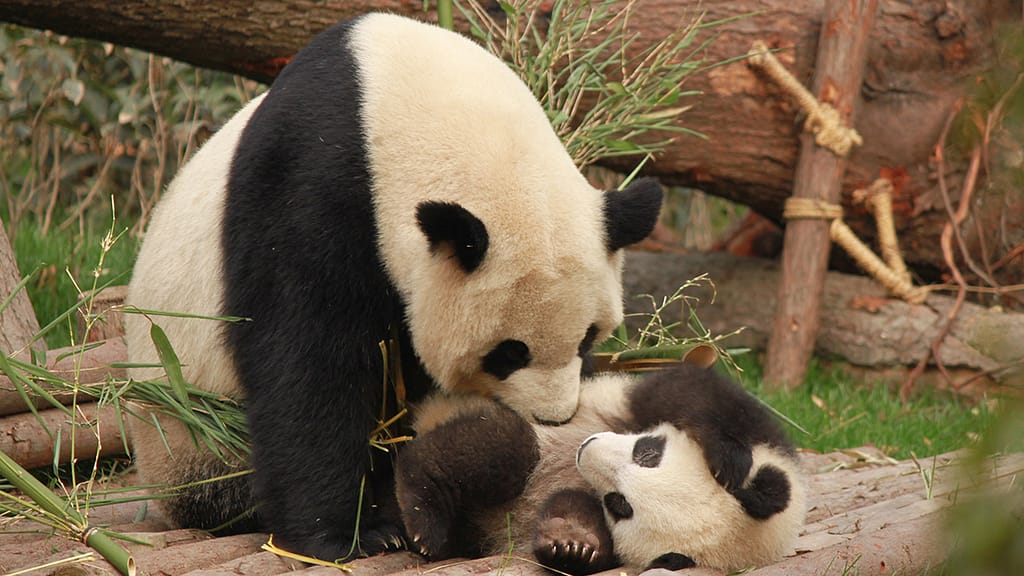 China realizes that the panda is not in danger of extinction