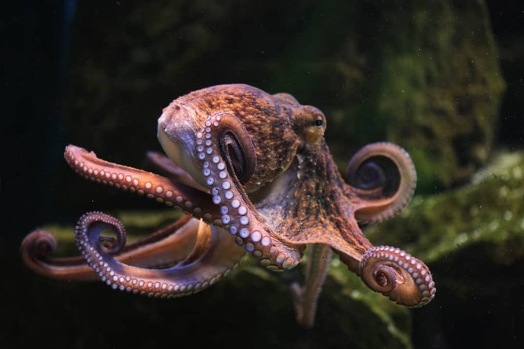 Scientists said that female octopuses throw shells at males who annoy them