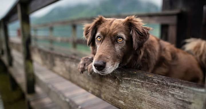 Caring for Your Elderly Friends: Crucial Pointers for Geriatric Animal Wellness
