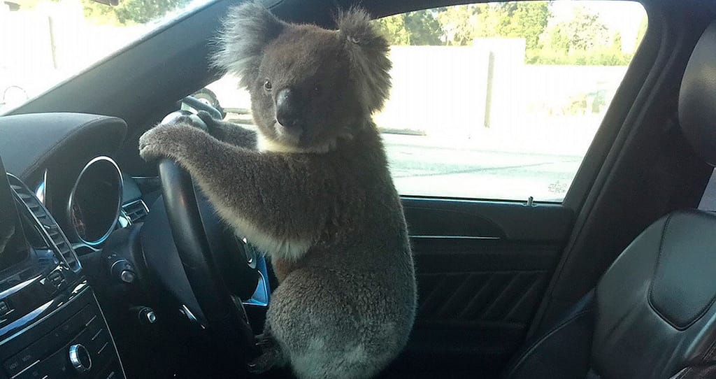 Video: Koala causes a car accident on the Australian highway and turns into a virus