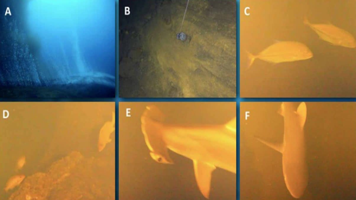 Kavachi Sharks underwater volcano