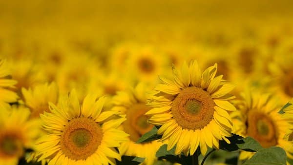 Science has discovered why sunflowers move when they look at the sun