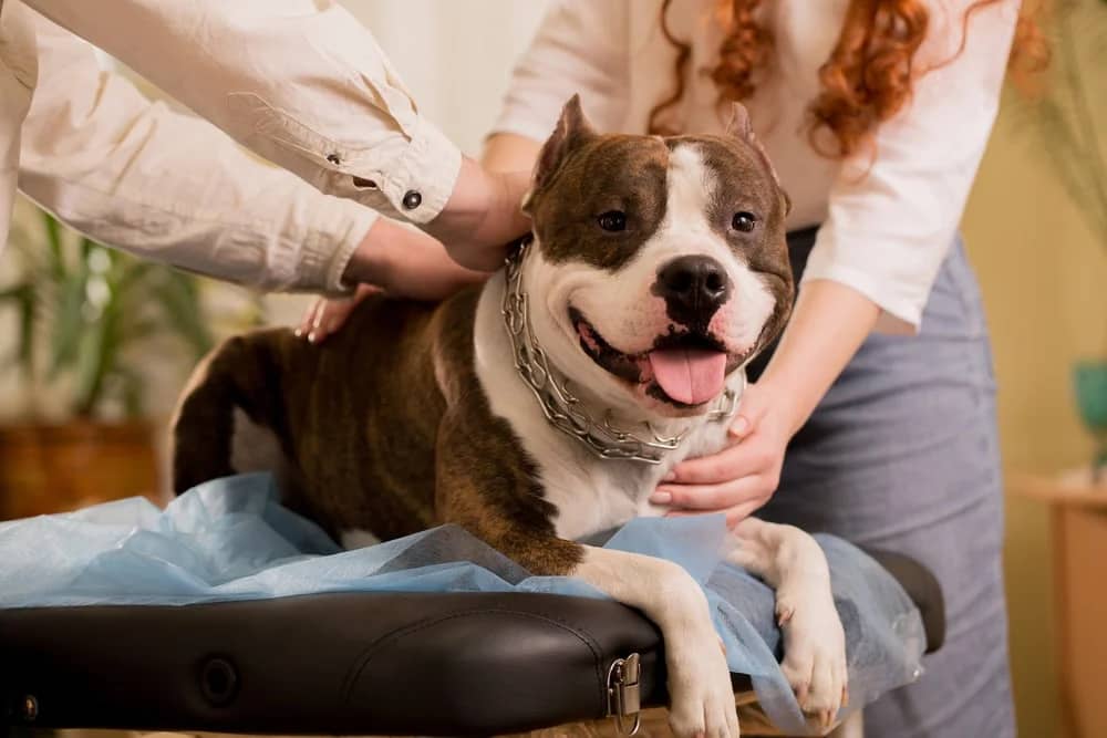 Your Pet's Holistic Health Care Routine