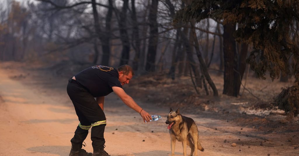 16 amazing photos of the devastating fire in Greece