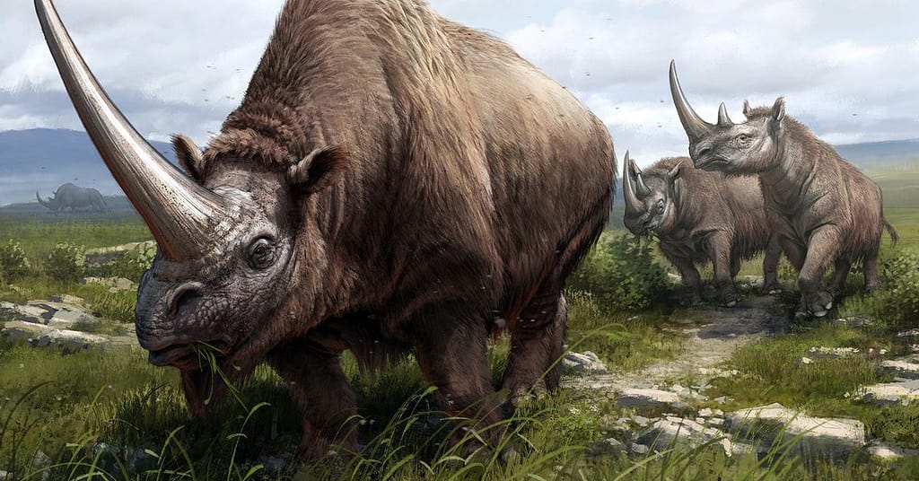 Science - Geneticists trace the rhino family tree