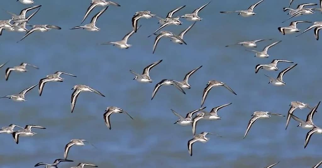 Science.  Migratory birds have lighter feathers