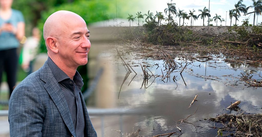 The Jeff Bezos Foundation works to restore the country's mangroves - El Financiero