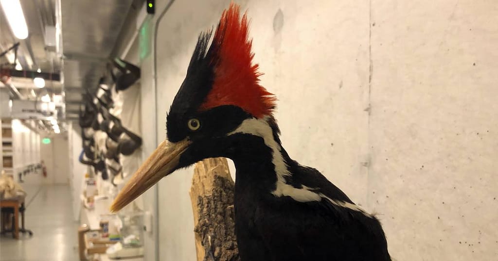 Woodpeckers and 22 other species have been declared extinct in the United States