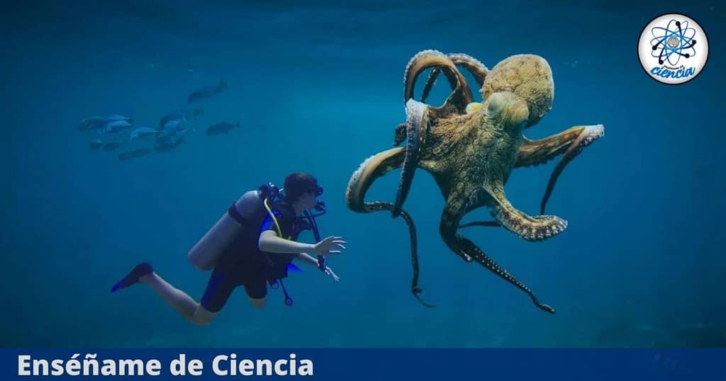 They discuss the possibility that octopuses come from space - teach me about science