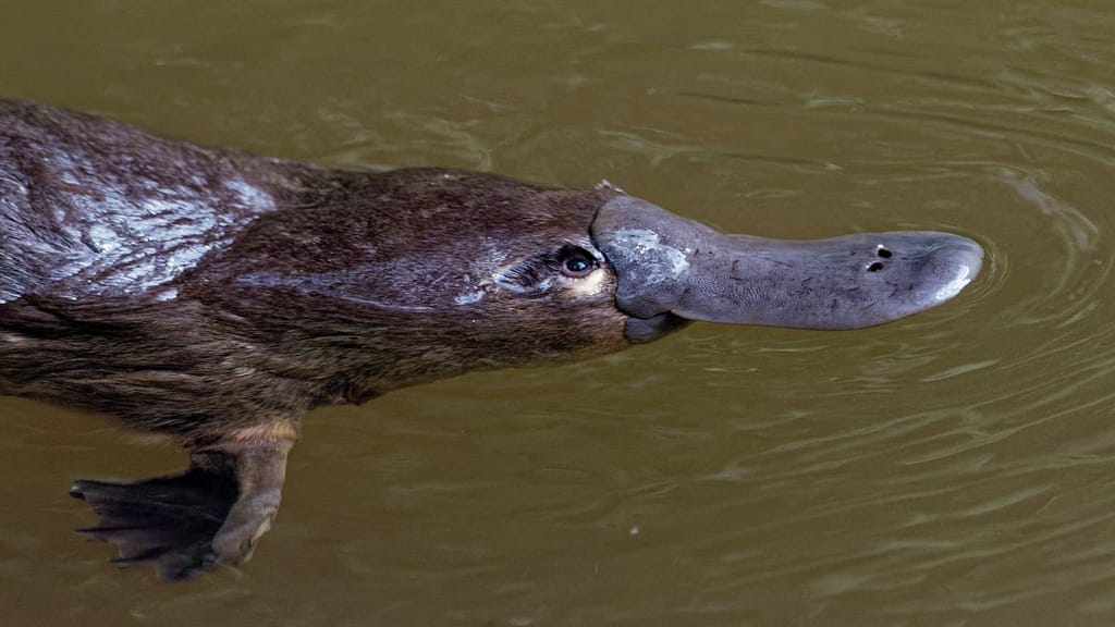 Platypus DNA is stranger than previously thought