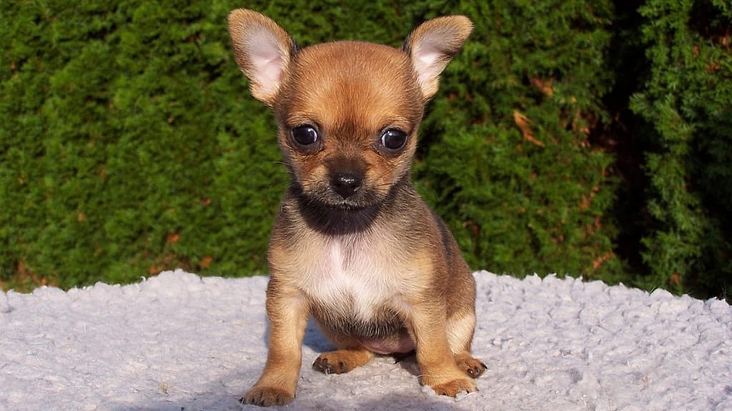 Chihuahua: Most popular in Mexico, but not in the world