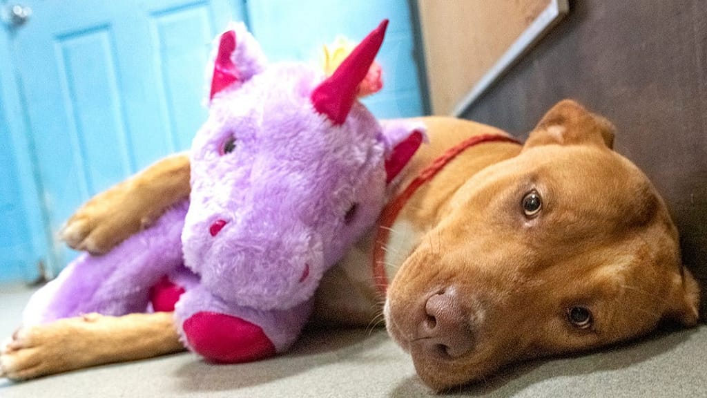 The puppy steals the purple rhino five times and the authorities buy it from him - Uno TV