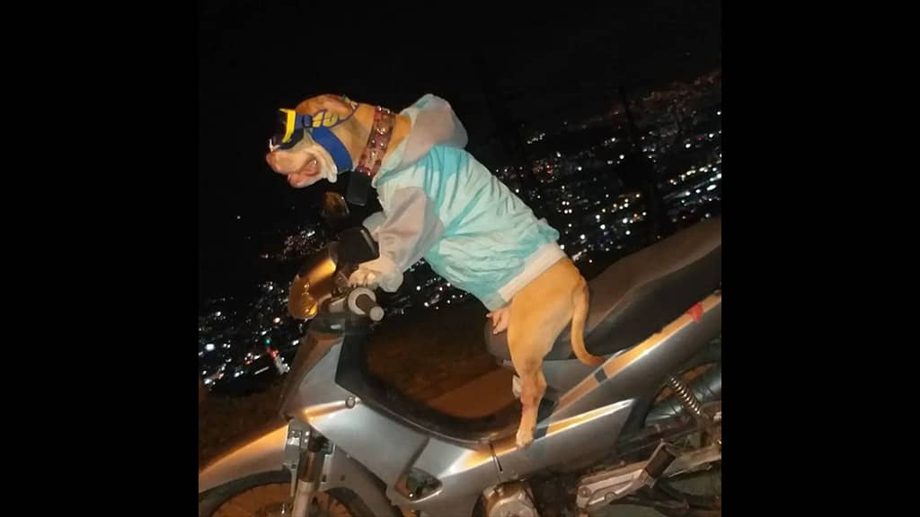 “Natasha,” the dog that quickly went out to drive a motorcycle