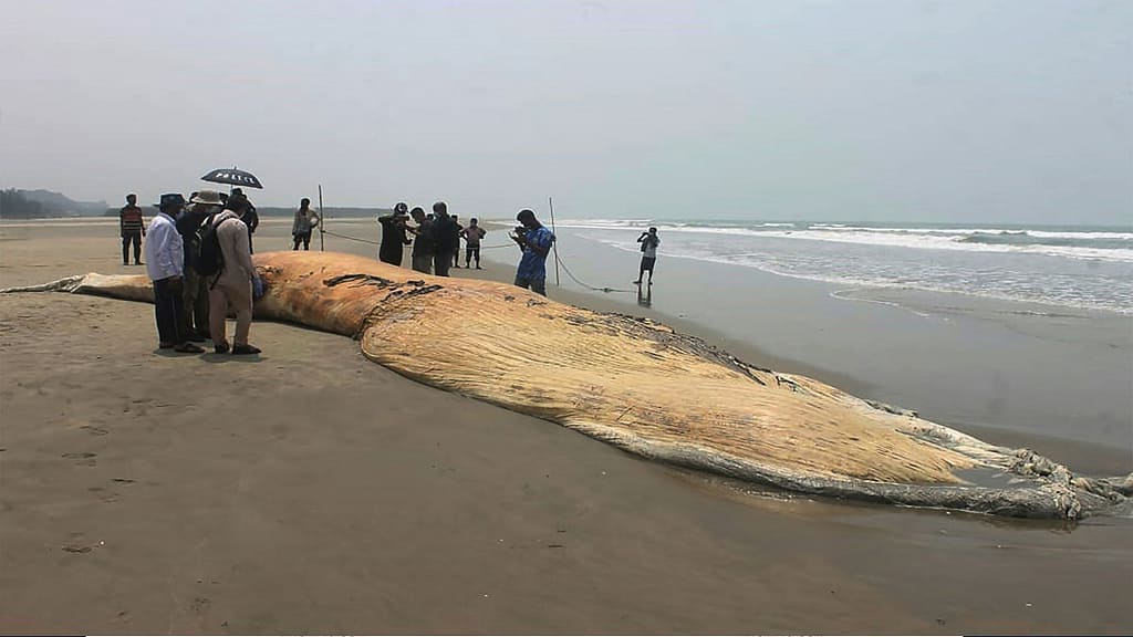 A huge body of whales is found on the beach - Uno TV