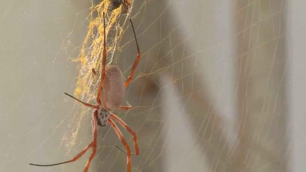 Music made by spiders.  Experts recreate sound from cobwebs