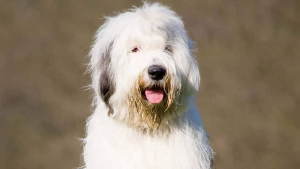 In danger of extinction!  The English Sheepdog is considered vulnerable