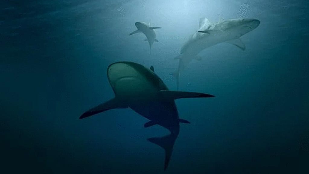 Ocean warming threatens shark demise