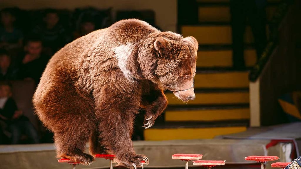 In Russia, a circus bear attacks its trainer during a children's show