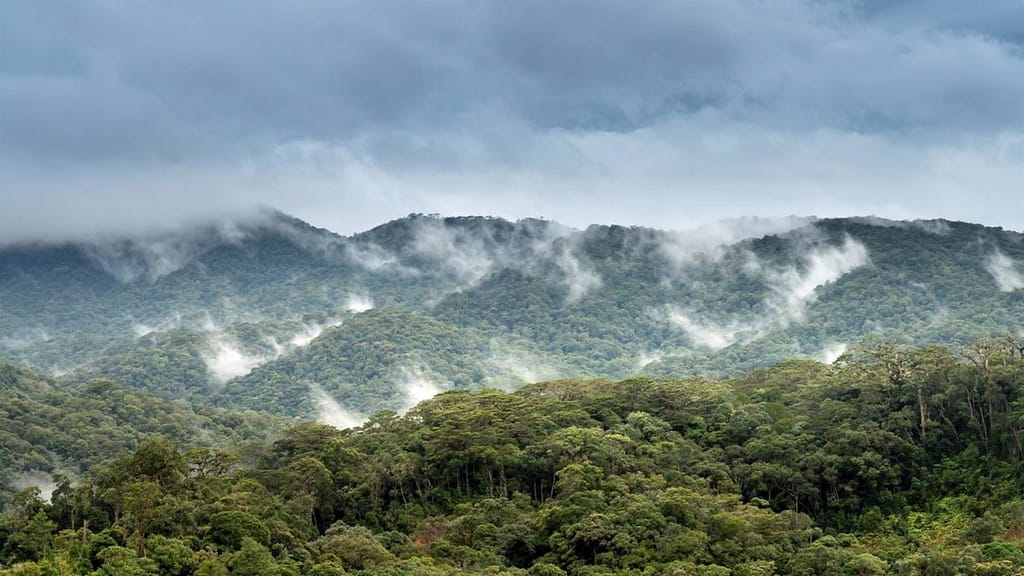 Reforestation could cool the planet more than thought