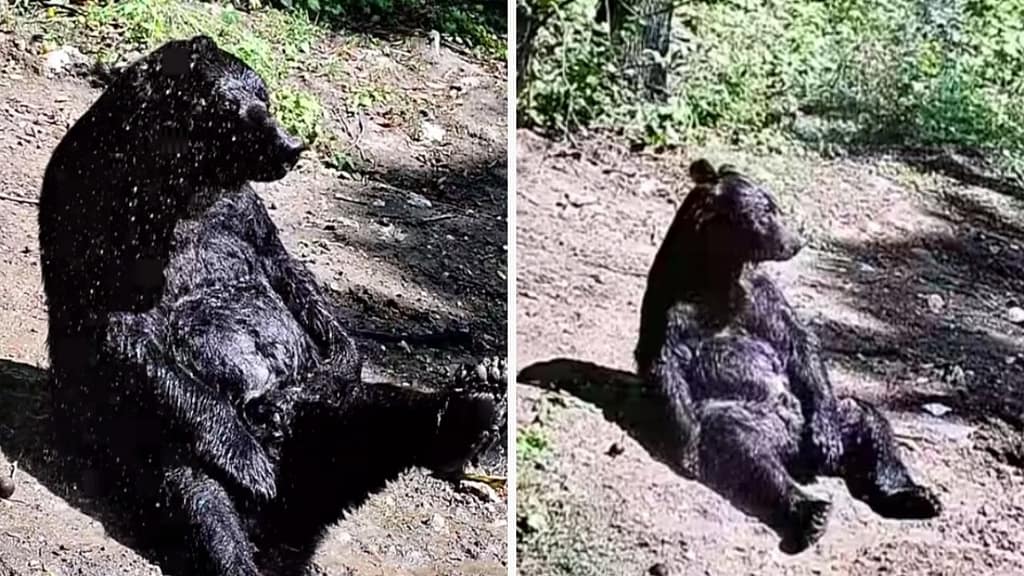 After spending 25 years locked up in a circus, the bear sits in the sun upon release |  Video