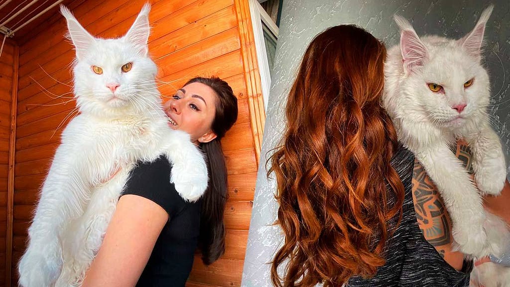 a giant cat mistaken for a dog;  Weighs 12 kg