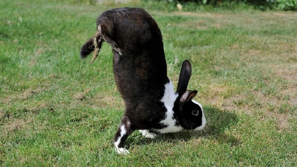 Science reveals the mystery of rabbits walking on the head