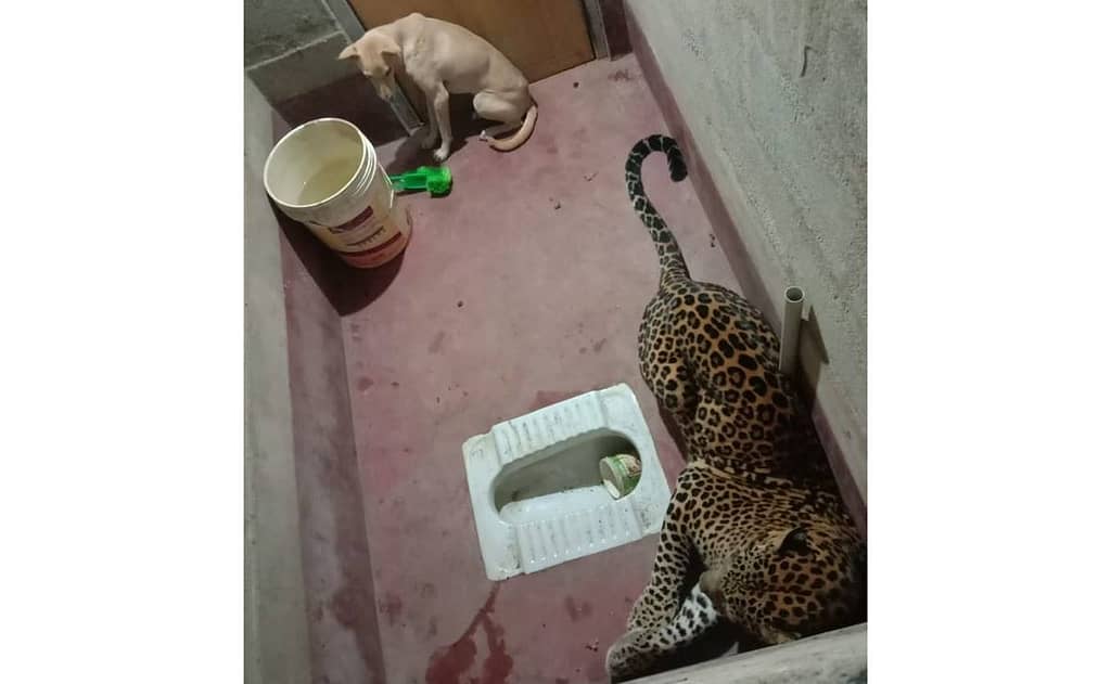 ¿Qué pasa si encierran a un leopardo con un perro en un baño?