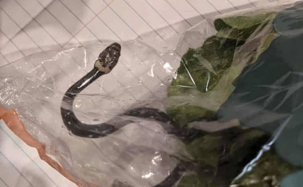 Pareja encuentra serpiente venenosa dentro de la bolsa de una lechuga en Australia