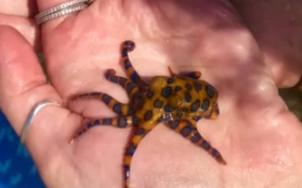 Tik Tok.  A woman unknowingly holds a baby octopus: it was a kind of deadly octopus