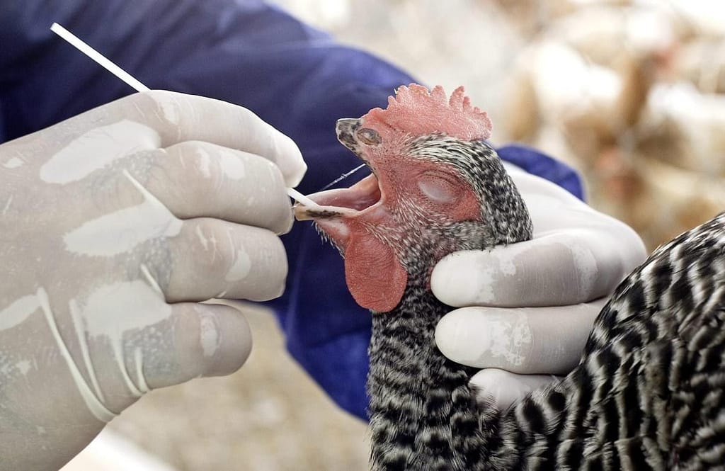 The European Union limits entry to poultry from Canada, the United States and the United Kingdom due to bird flu