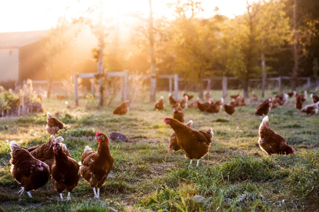 Avian influenza outbreak: Can it be transmitted to humans?