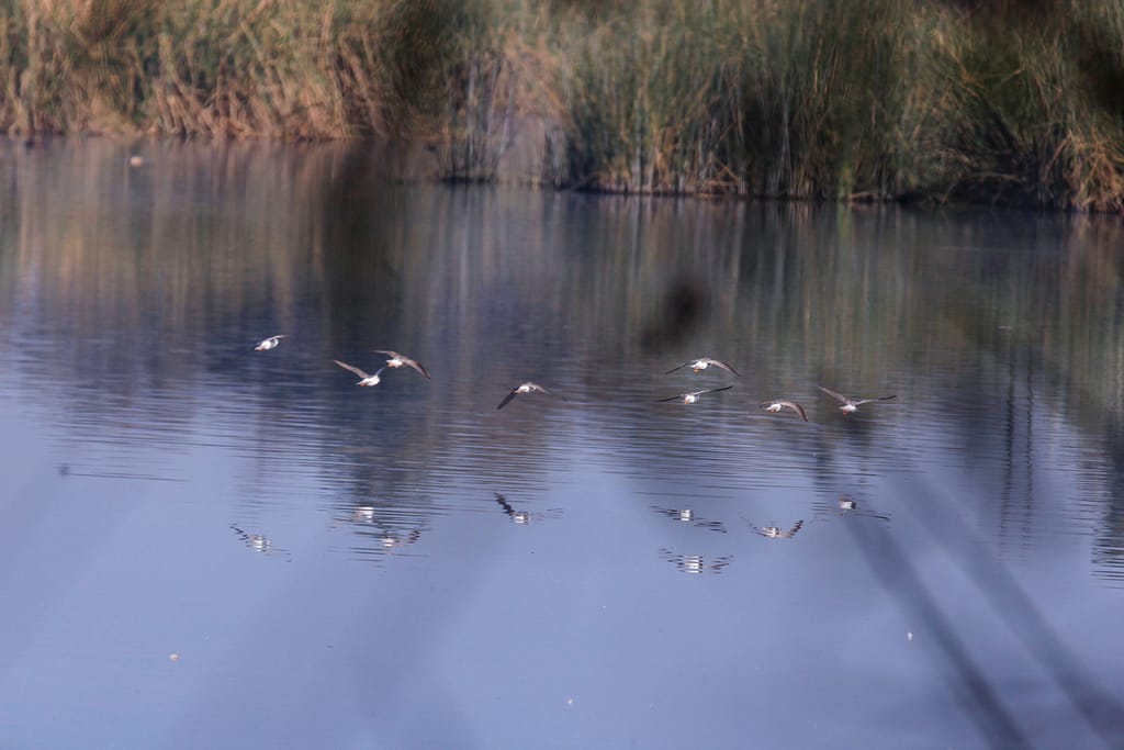 Bordeaux "Las Maravelas" of UAEMéx, an important refuge for migratory birds