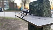An ant statue from the Elbchaussee in Hamburg © NDR / Anna Rüter 