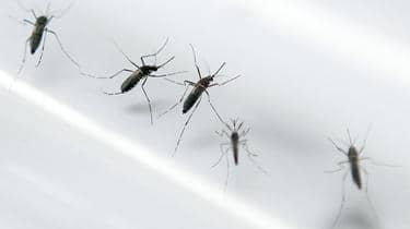 Female mosquitoes are attracted to standing water. 