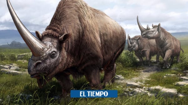 Geneticists trace the rhino family tree