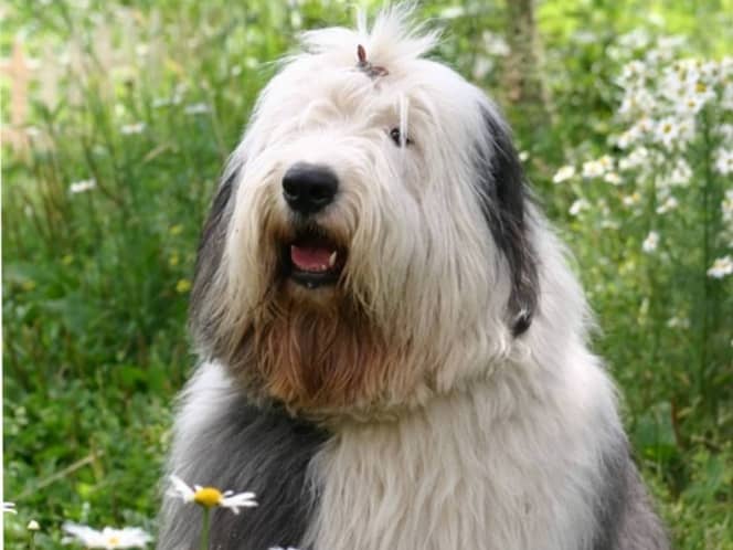 The English Sheepdog, or Bobtail, is endangered in the United Kingdom