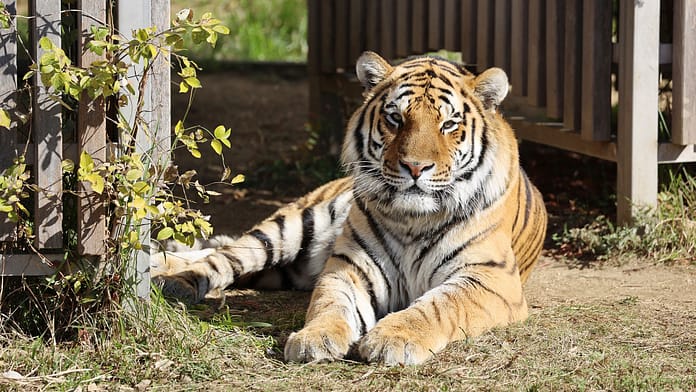 A request from some EU countries: No more tigers as pets

