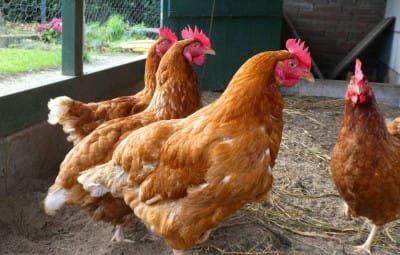 Al-Fouj - Governorate calls for vigilance on poultry farmers

