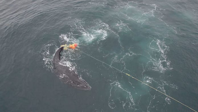 Queensland, Australia: Free humpback whale from shark net

