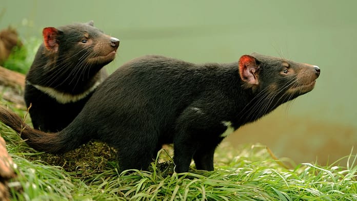Tasmanian Devil: Born on the mainland for the first time in thousands of years

