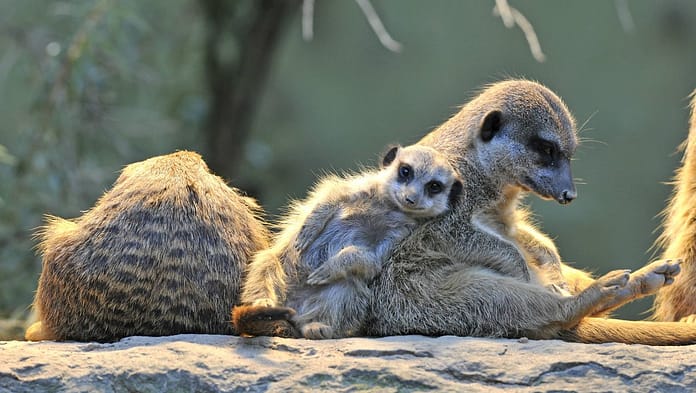 Meerkat and Mongoose: Mongoose Has Offspring at the Same Time - Out of Equity

