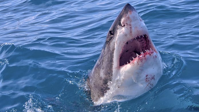 Attacking people by mistake: Study: Sharks confuse surfers and seals

