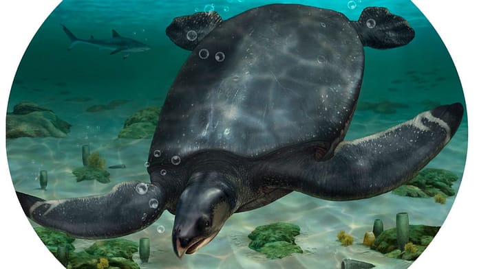 Giants of the seas are also in Europe: a fossil of a meter-long sea turtle was discovered

