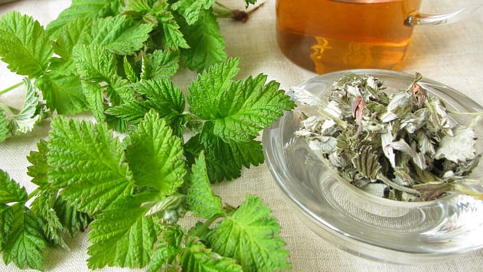 Raspberry Leaf Tea - Preparation and Use

