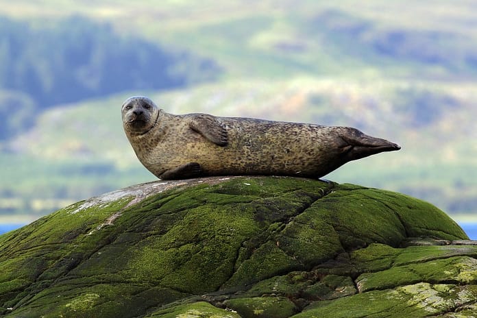 Avian influenza is now affecting seals

