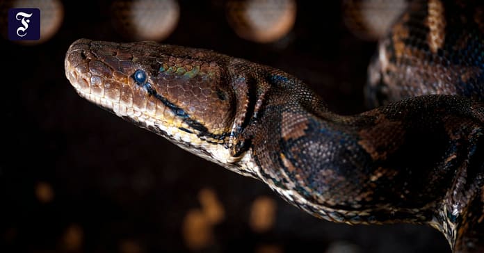 A five-year-old boy survived a python attack

