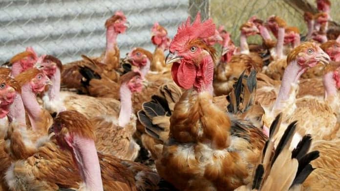 Avian flu: Faced with 'high' risks in France, breeders must lock up their poultry

