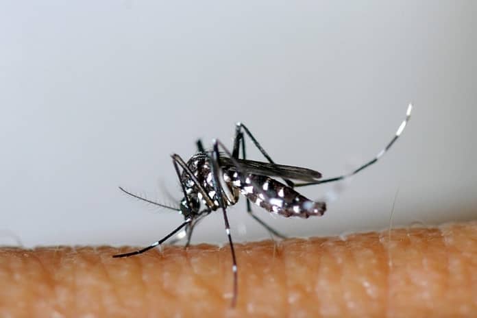 More than 8 billion people may be at risk of contracting dengue fever and malaria by 2080

