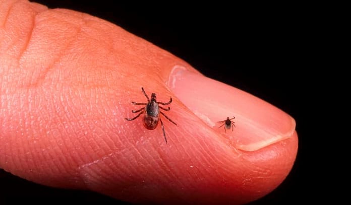   Lyme disease: the recommended preventative treatment in Val-Saint-François |  Istrian and regions |  news |  exhibition

