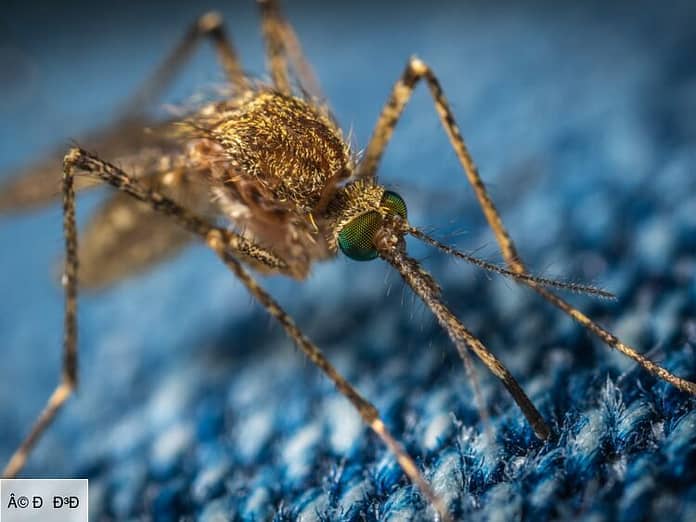  West Nile Virus: Why should we be more wary of mosquito bites?  : the current woman le mag

